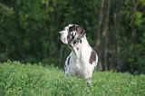 DOGUE ALLEMAND 493